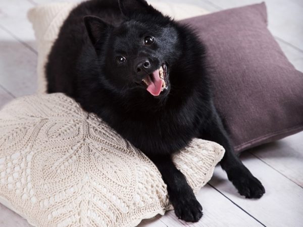 Söpö Schipperke