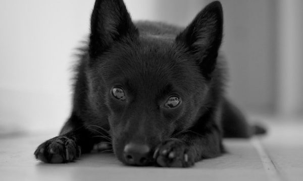 Schipperke valheita