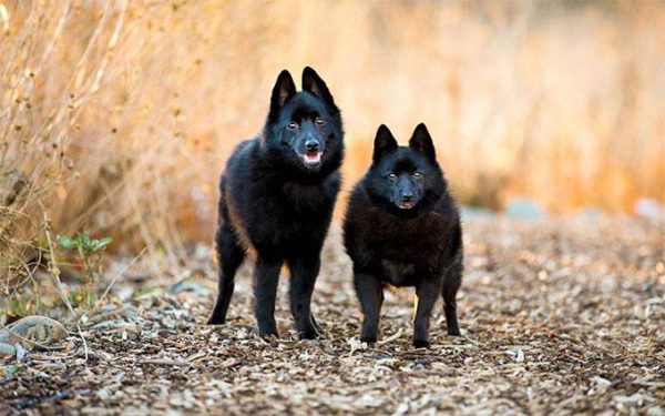Schipperke kävely