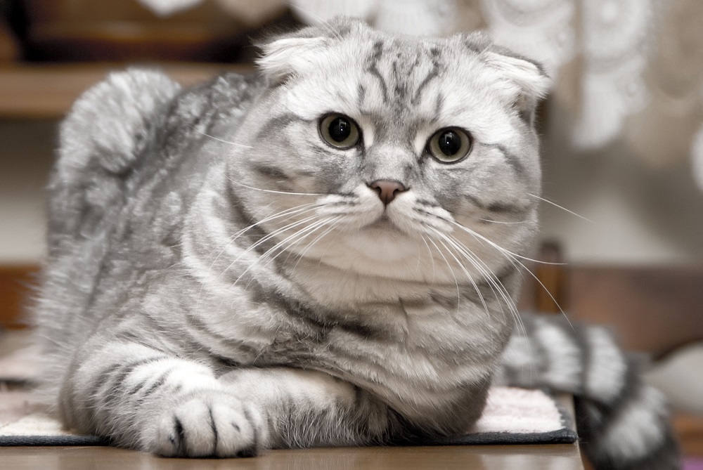 Scottish fold cat - photo