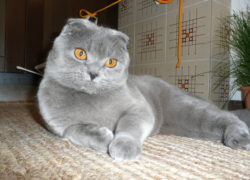 Scottish fold cat - kuva ja kuvaus