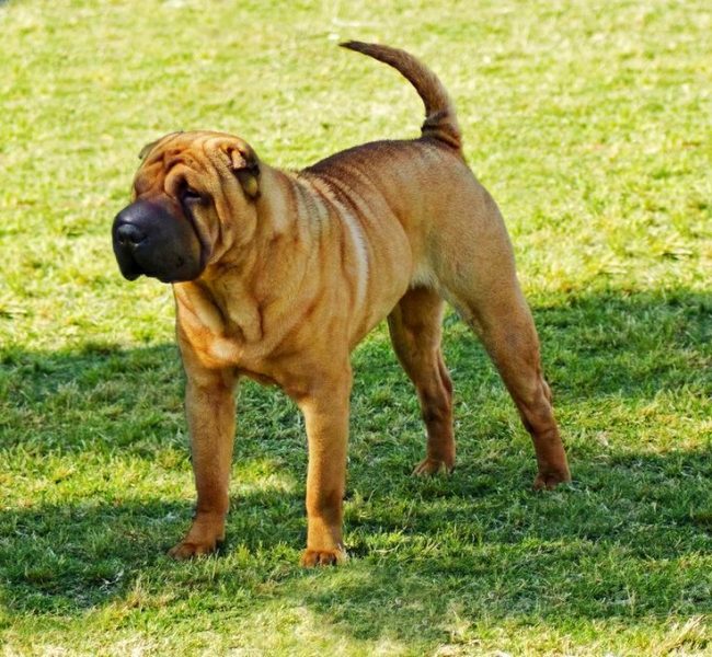 Sharpei-koira on valtakunnallinen ja salaperäinen rotu, joka tunnetaan itsenäisyydestään. Vaikka Sharpein ulkonäkö voi vaikuttaa hankalalta ja synkkäältä, koiran omistajat eivät epäröi puhua tämän pedon ystävällisestä sydämestä, sen rohkeasta luonteesta ja omistautumisesta kaikille perheenjäsenille.