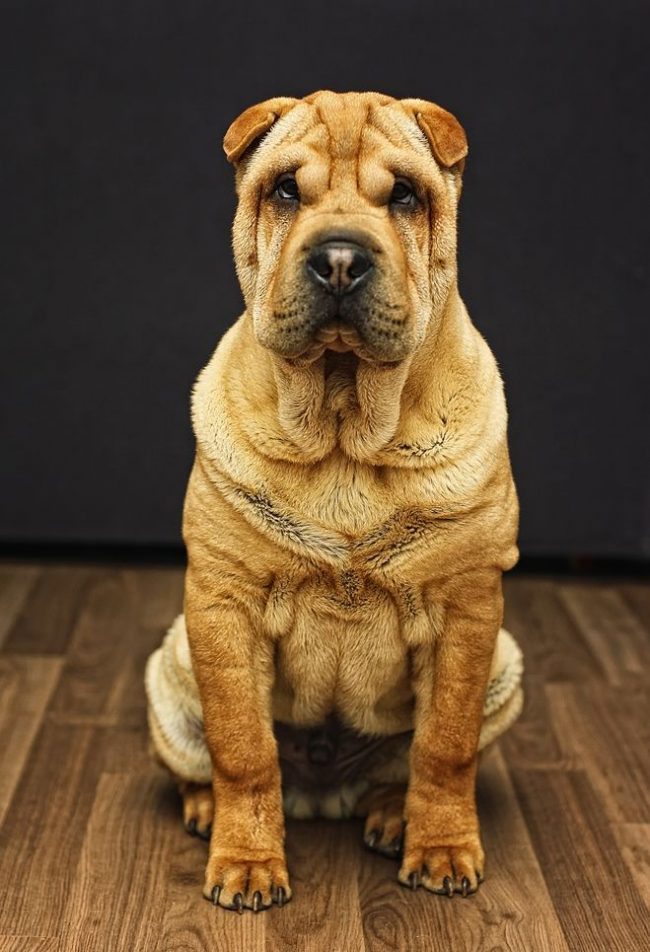 Shar-Pei - Itsenäiset koirat, joita useimmiten ohjaavat omat mielipiteensä ja päätöksensä. He pyrkivät riippumattomuuteen koiranpennusta