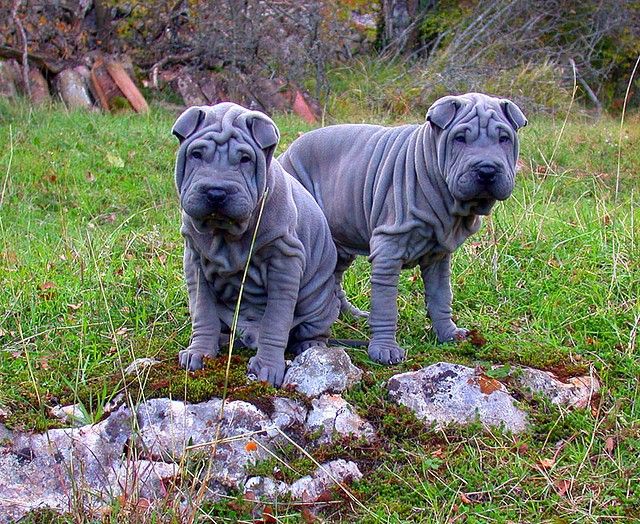 Sharpei-koira on älykäs ja nokkela eläin, joka soveltuu erinomaisesti koulutukseen
