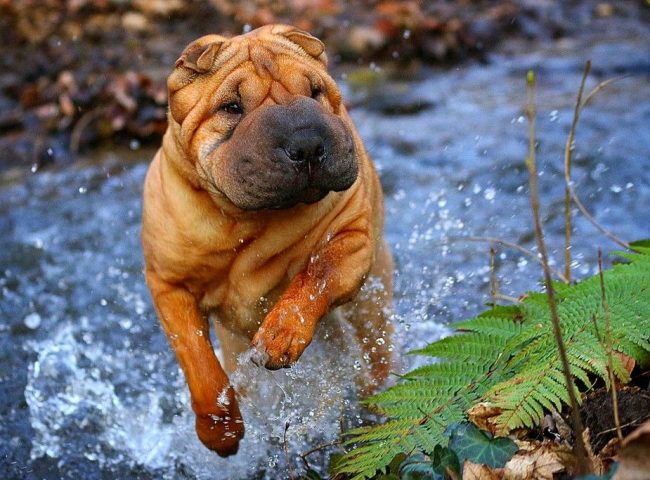 Sharpei rakastaa roiskumista kylmässä pienessä vedessä.