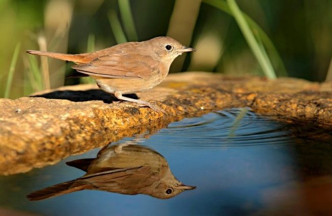 Nightingales-metsästys Venäjällä muinaisista ajoista lähtien oli erittäin suosittua, joten 1800-luvun lopulla edes laki kieltää sen lintujen kevätkalastus. Nyt tämä oppitunti yleinen, mutta silti on ystäviä, jotka pitävät kotona эти pienet laulajat Nightingale. Nightingale-metsästys Venäjällä on ollut erittäin suosittua vuosisatojen ajan, joten 1800-luvun lopulla tuli voimaan jopa lintujen kevätkalastusta kieltävä laki. Nyt tämä toiminta ei ole niin yleistä, mutta silti on ystäviä, jotka pitävät näitä taloja маленьких певцов