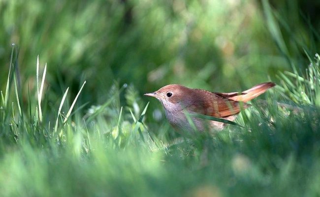 Nightingale voi elää jopa 12 vuotta, ja kotona - vain 2 - 3 vuotta Nightingale voi elää jopa 12 vuotta, ja kotona - vain 2 - 3 vuotta