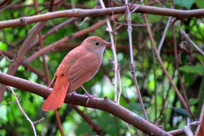 Eteläinen Nightingale, lintu. Kuvassa on suuren edustajan edustaja. Se eroaa tavallisesta hieman kirkkaammasta väri ja elinympäristö. Eteläinen Nightingale, lintu. Kuvassa on suuren edustajan edustaja. Se eroaa tavallisesta hieman kirkkaammasta väri ja elinympäristö.