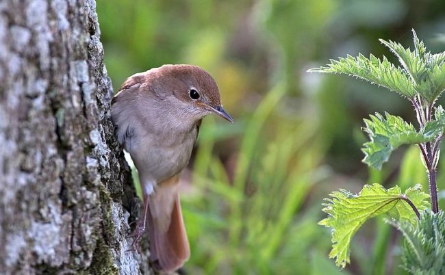 Yksinkertainen ulkonäkö antaa sinun piiloutua menestyksekkäästi tiheissä tihtimiehissä. Nightingale on tottunut asumaan yksin, hän on salamyhkäinen ja varovainen Yksinkertainen ulkonäkö antaa sinun piiloutua menestyksekkäästi tiheissä tihtimiehissä. Nightingale on tottunut asumaan yksin, hän on salamyhkäinen ja varovainen