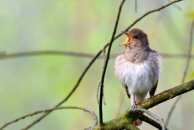 Nightingalen ohjelmisto on melko laaja. Sen arsenaalissa on 12 heimoa (ts. Kappaleelementtejä), jotka voidaan toistaa ja vaihtaa. Nightingale. Nightingale-ohjelmisto on melko laaja. Sen arsenaalissa on 12 heimoa (ts. Kappaleen elementit), jotka voidaan toistaa ja vaihtaa.