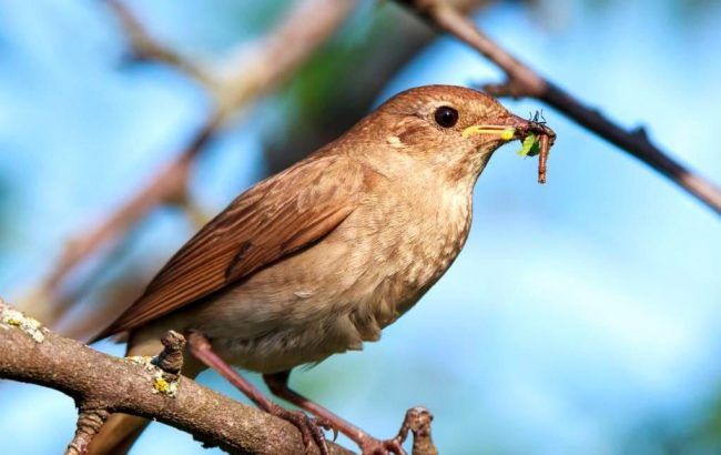 Nightingalen yöelämä on omistettu laulamiseen ja päivällä on omistettu ruoan löytämiselle. Hän juoksee kentällä, harailee lehtiä ja kasoja, vie toukkia, bugeja, matoja, hämähäkkejä, toukkia ja muita eläimiä. Nightingale on ketterä lintu, joten se voi saalis saalista lentää. Nightingalen yöelämä on omistettu laulamiseen ja päivällä on omistettu ruoan löytämiselle. Hän juoksee kentällä, harailee lehtiä ja kasoja, vie toukkia, bugeja, matoja, hämähäkkejä, toukkia ja muita eläimiä. Nightingale on ketterä lintu, joten se voi saalis saalista lentää.