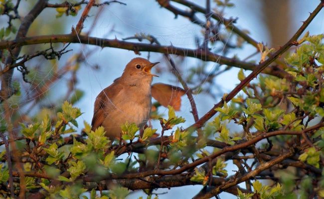 Nightingale-lintu. Valokuva ei välitä laulamista, mutta artikkelin lopussa on video, jossa on kaunis Nightingale-esitys Nightingale-lintu. Valokuva ei välitä laulamista, mutta artikkelin lopussa on video, jossa on kaunis Nightingale-esitys