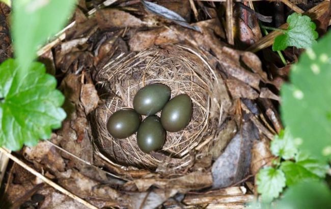 Lintujen pesien sijoittaminen - samankaltainen kuin talon rakentaminen - on todellinen taide. Kiertävän pesä on kuppimainen, se sijaitsee maassa tai pienillä pensaissa ja koostuu kuivista lehtiä, jotka ovat olleet makaavansa viime vuodesta. Talon sisällä on vuorattu ohut ja kuiva ruoho ja okset. Nightingale-pesä. Linnunpesien järjestäminen - samankaltainen kuin talon rakentaminen - on todellinen taide. Nightingale-pesä on kupin muotoinen, se sijaitsee maassa tai pienillä pensailla ja koostuu kuivista lehtiä, jotka ovat olleet viime vuoden jälkeen. Talon sisällä on vuorattu ohut ja kuiva ruoho ja okset.