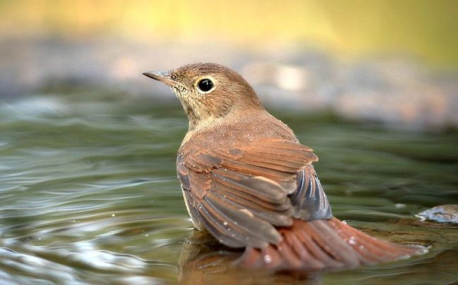 Nightingale rakastaa kosteutta, joten hänen asuinpaikkansa pääpaikat ovat jokilaaksot, soiset alueet, eivätkä kaukana juoksevasta ja seisovasta vedestä. Usein niitä löytyy leviävistä puutarhoista ja puistoista. Nightingale rakastaa kosteutta, joten hänen asuinpaikkansa pääpaikat ovat jokilaaksot, soiset alueet, eivätkä kaukana juoksevasta ja seisovasta vedestä. Usein niitä löytyy leviävistä puutarhoista ja puistoista.