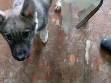 Husky-pentu
