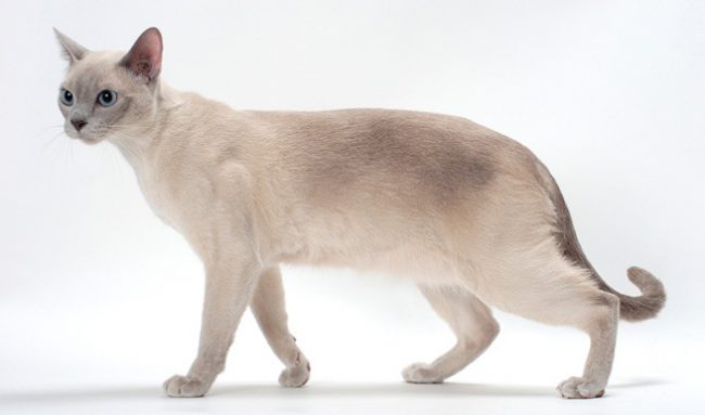 Tonkin kissa