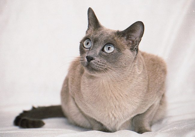 Tonkin kissa