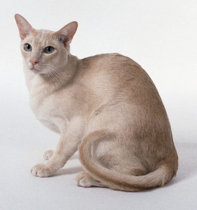 Tonkin kissa