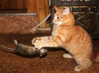Kissa tarttuu rottaan