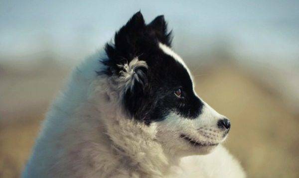 Yakut-husky kasvot