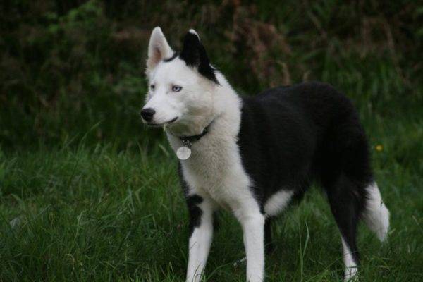 Yakut husky metsässä