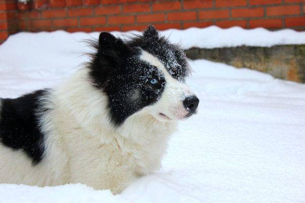 Yakut husky lumessa
