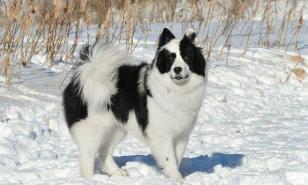 Yakut talvi husky