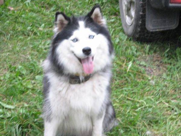Yakut husky valkoinen-harmaa