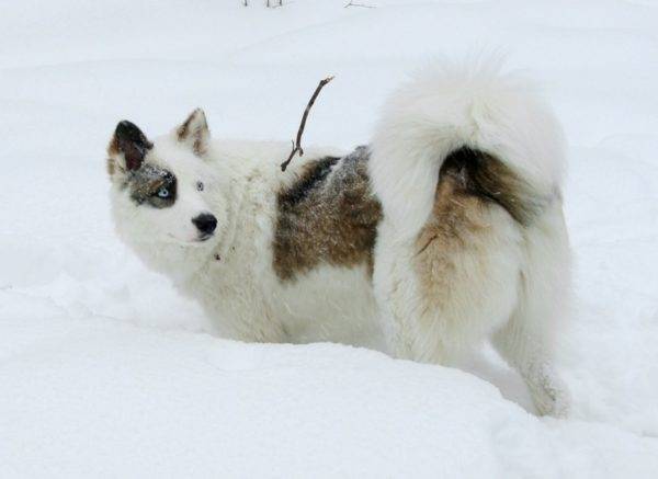 Yakut husky mustavalkoinen punaisilla merkinnöillä