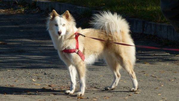 Yakut husky valkoinen-punainen