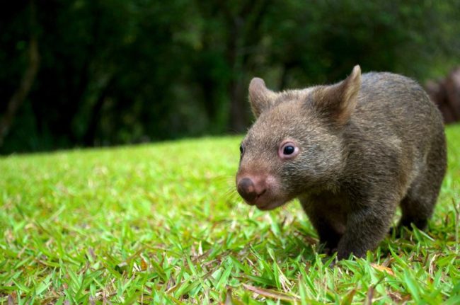 Wombat