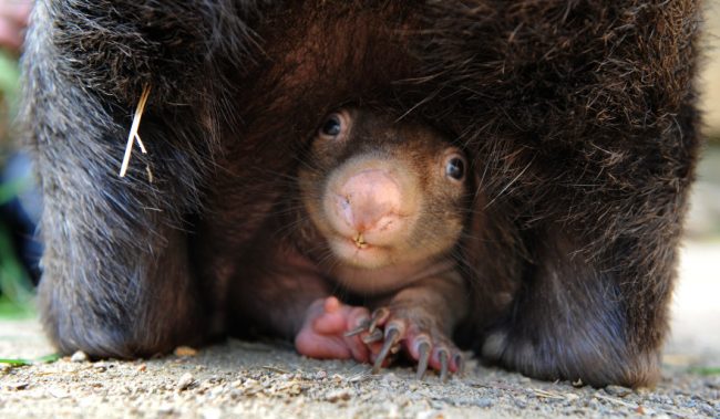 Wombat