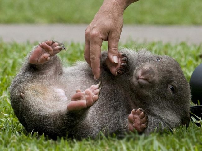 Wombat