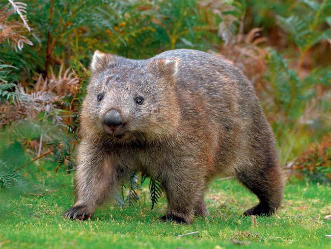Wombat