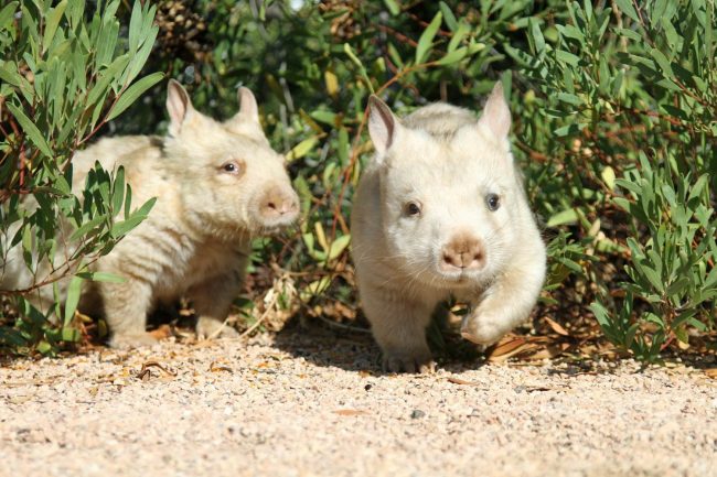 Wombat
