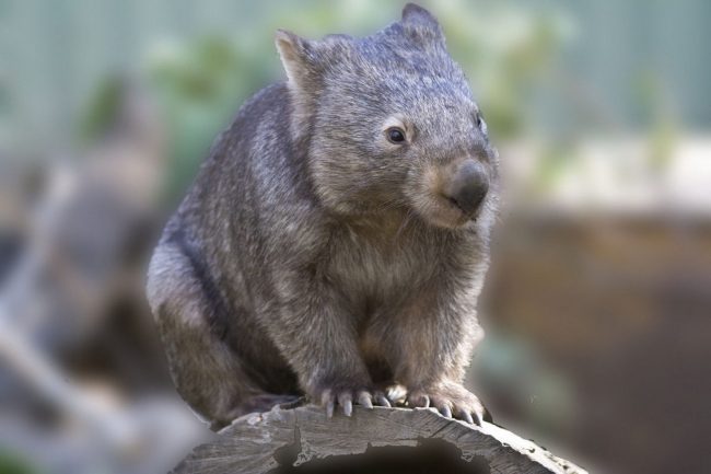 Wombat