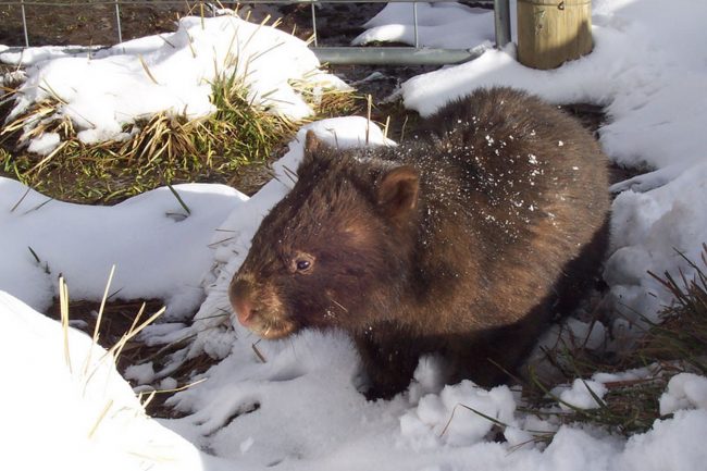 Wombat