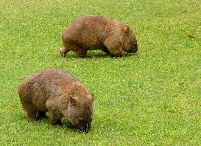 Wombat
