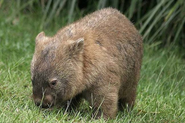 Wombat